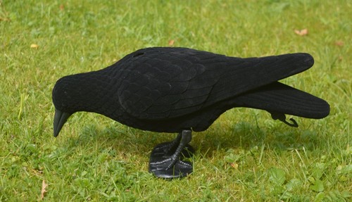 Beflockte lockkrähe - beflockte,