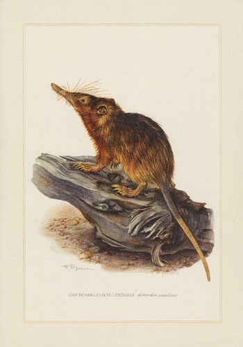 Schlitzrüssler solenodon - schlitzrüssler,