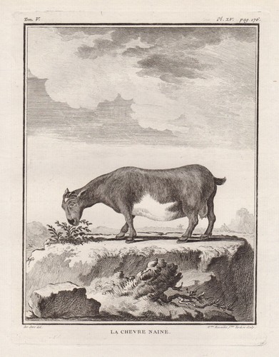 Dwarf zwergziege goat - zwergziege,