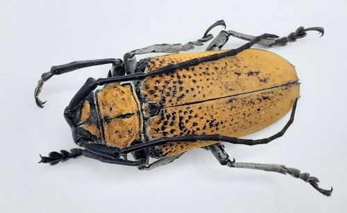 Cerambycidae cerosterna - cerambycidae,,