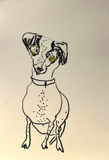 Jack Russel Zeichnung  Hund