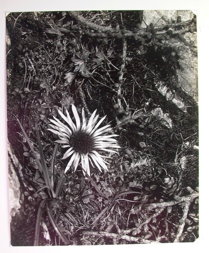 Georg schedele - georg,