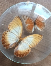 3/3 - 2 ECHTE SCHMETTERLINGE