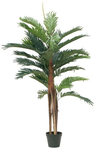 Europalms kentia palme - europalms,