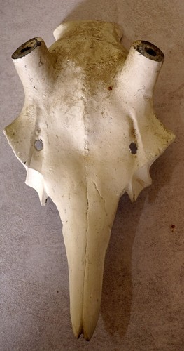 Schöner hirschschädel für - hirschschädel,