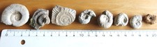 8 kleine Ammoniten aus der Fränkischen Schweiz