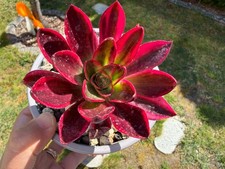 Aeonium phantom variegated - phantom,