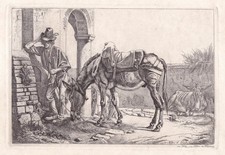 Maultier an der Säule mule