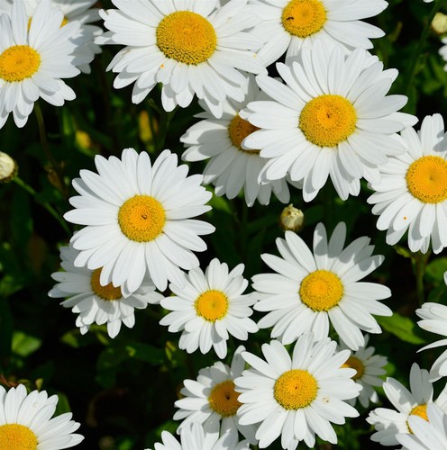 Gartenmargerite starburst - gartenmargerite,