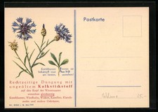 Reklame für ungeölten Kalkstickstoff, Kornblumen, Ansichtskarte 