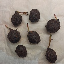  2 Lotus Nymphaea Knollen