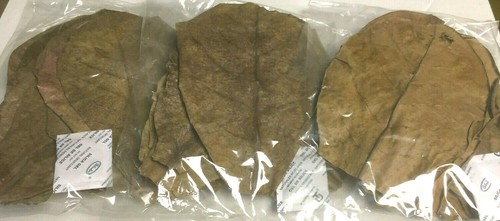 Seemandelbaumblätter 15cm - 30,