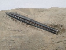 Tolles Belemnopsis depressa in