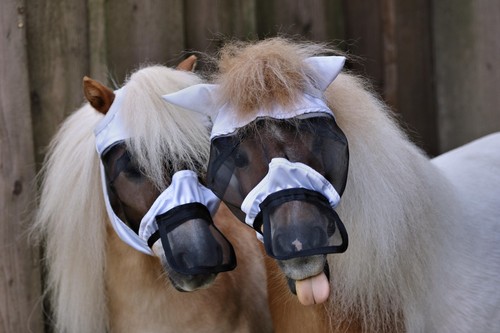 Fliegenmaske fliegenhaube - fliegenmaske,
