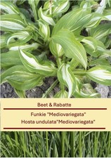 Hosta
