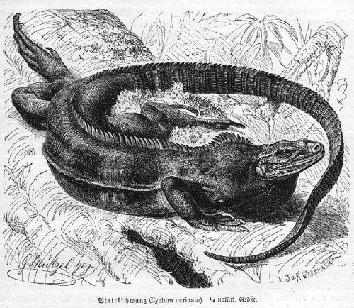 Wirtelschwanz cyclura carinata - wirtelschwanz,