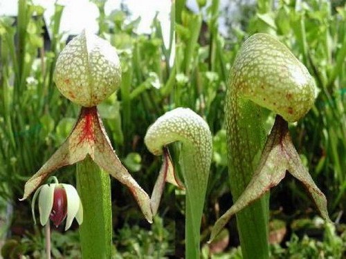 Samen darlingtonia - samen,