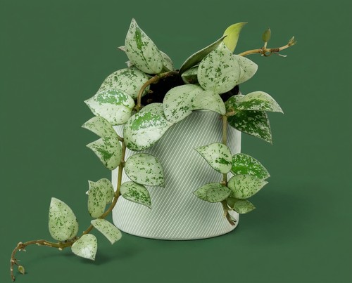 Hoya krohniana eskimo - krohniana, silbrige