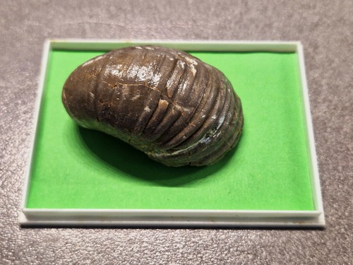 Fossil gryphea arcuata - gryphea,