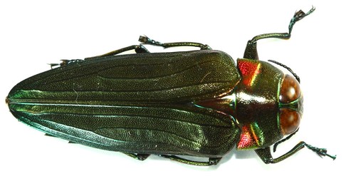 Coleoptera buprestidae - coleoptera,,