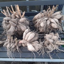 Dahlien 6 Wurzelballen mit vielen Knollen Höhe 80 cm. bis 120 cm.