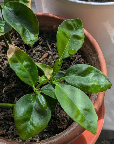 Citrus junos yuzu mandarine - citrus,