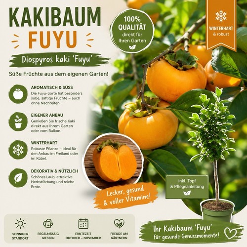 Kakibaum fuyu - kakibaum, ‘fuyu’