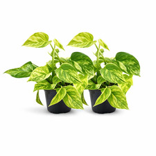 2 Epipremnum Marble Queen
