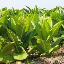 Tabak Virginia Gold Holland 300+ Stück frische Samen, Nicotiana tabacum Samen