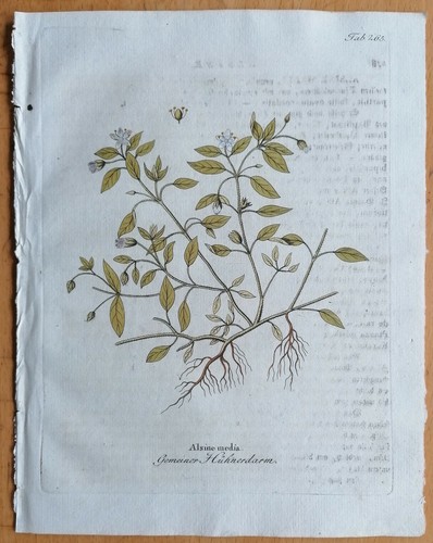 Vietz icones plantarum - vietz,