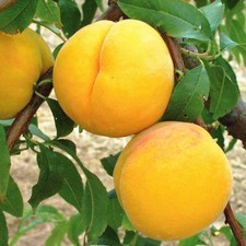 Pfirsichbaum Katherina -