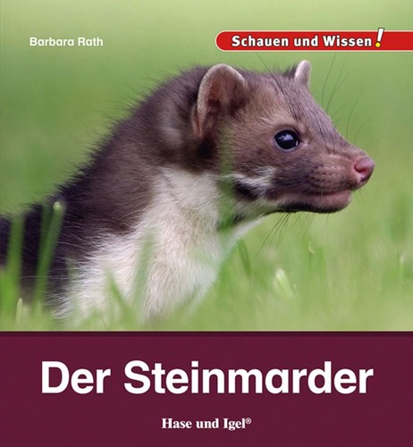 Der steinmarder schauen und - der,