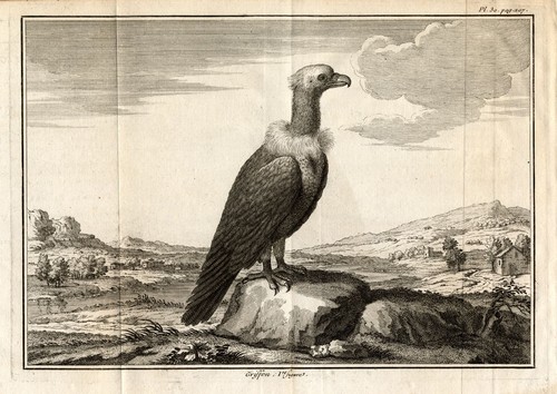 Antike drucke geier - antike,