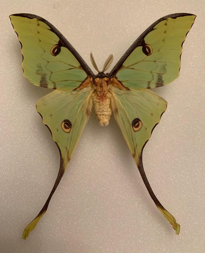 Argema mimosae männchen aus - mimosae,