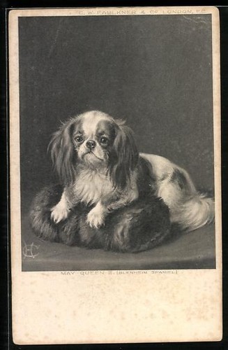 Ansichtskarte pekinese mit - pekinese,
