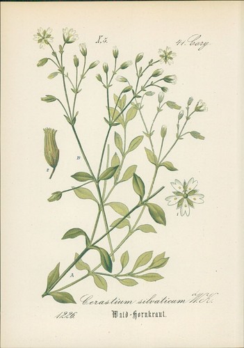 Chromolithographie - ,