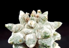 Japan - cv. Kikko-Kitsukow Astrophytum coahuilense Ariocarpus Kakteen