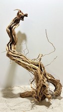 Drachenwurzel, Curl Wurzel