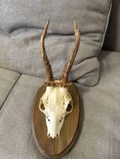 Kapialer 6er Rehbock,  Geweih