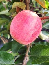 2er Set Malus 'Piros & Rebella'