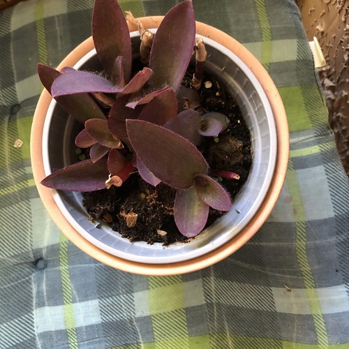 Jungpflanzen tradescantia - jungpflanzen,