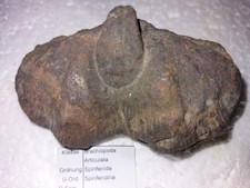 Versteinerung  Brachiopoden ,Spirifer  sp.   Marokko  ,   Devon,  60mm