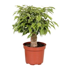 Ficus benjamina kinky - ficus, –