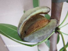 Mandelbaum 'Dürkheimer Krachmandel'  Bio - Winterharte Pflanze 110-130cm im Topf