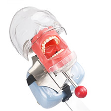 Dental Simulator Mannequin