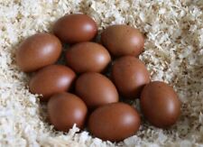 🥚6 Maran Schwarz/Braun