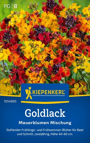 Kiepenkerl goldlacksamen - kiepenkerl,