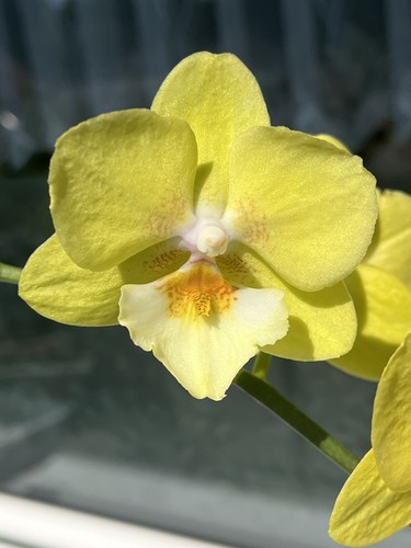 Orchidee phalaenopsis arezzo - phalaenopsis,