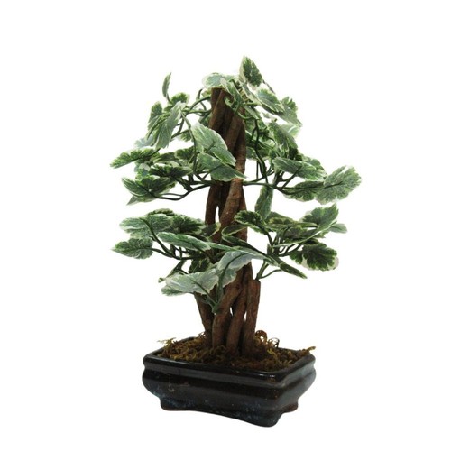 Bonsai baum pflanze topf - pflanze, im
