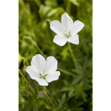 Geranium sanguineum album - sanguineum, 'album'